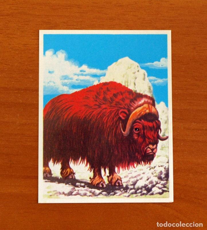 Coleccionismo Cromos antiguos: La Naturaleza y el Hombre - Cromo N&ordm; 209 Buey - Editorial Maga A&ntilde;o 1967 - Nunca Pegado