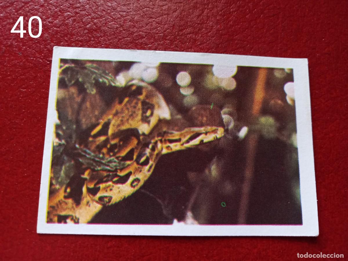 Coleccionismo Cromos antiguos: Cromo n.40 pipi calzaslargas 1974 fher (sin pegar)