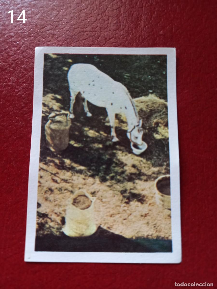 Collezionismo Figurine antiche: Cromo n.14 pipi calzaslargas 1974 fher (sin pegar)