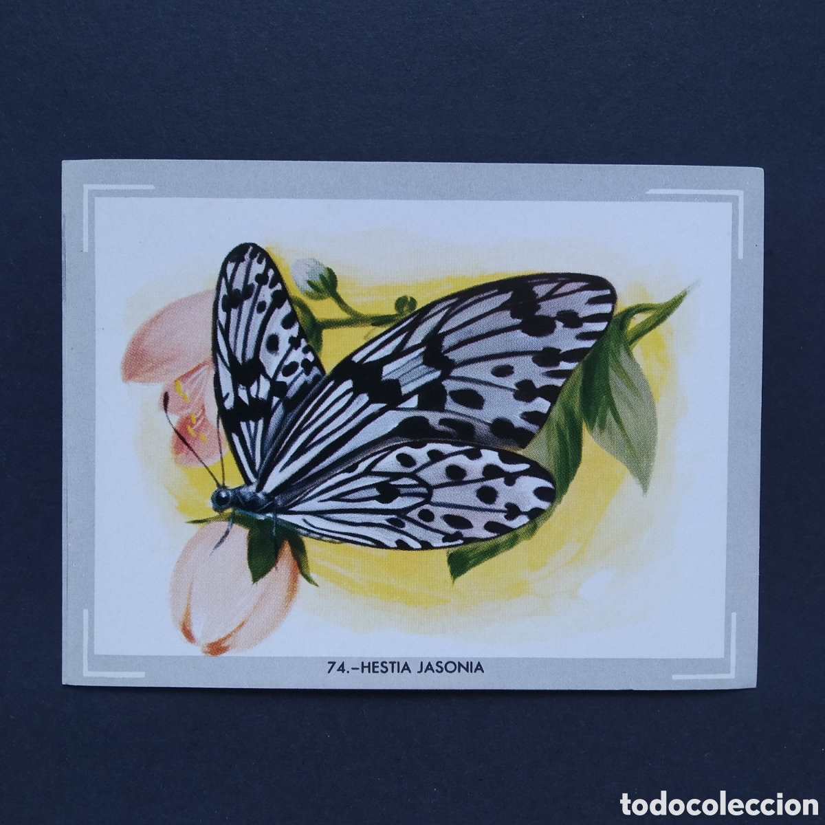 Coleccionismo Cromos antiguos: CROMO - N&deg; 074 - HESTIA JASONIA - VIDA Y COLOR - ED. &Aacute;LBUMES ESPA&Ntilde;OLES S.A. - A&Ntilde;O 1965