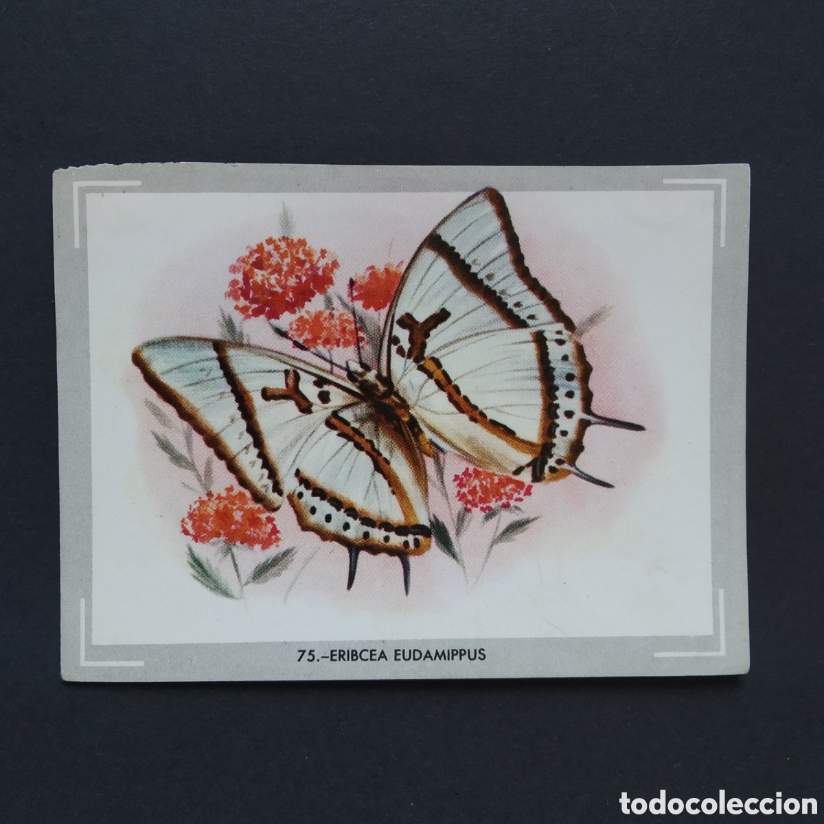 Coleccionismo Cromos antiguos: CROMO - N&deg; 075 - ERIBCEA EUDAMIPPUS - VIDA Y COLOR - ED. &Aacute;LBUMES ESPA&Ntilde;OLES S.A. A&Ntilde;O 1965 (DESPEGADO)