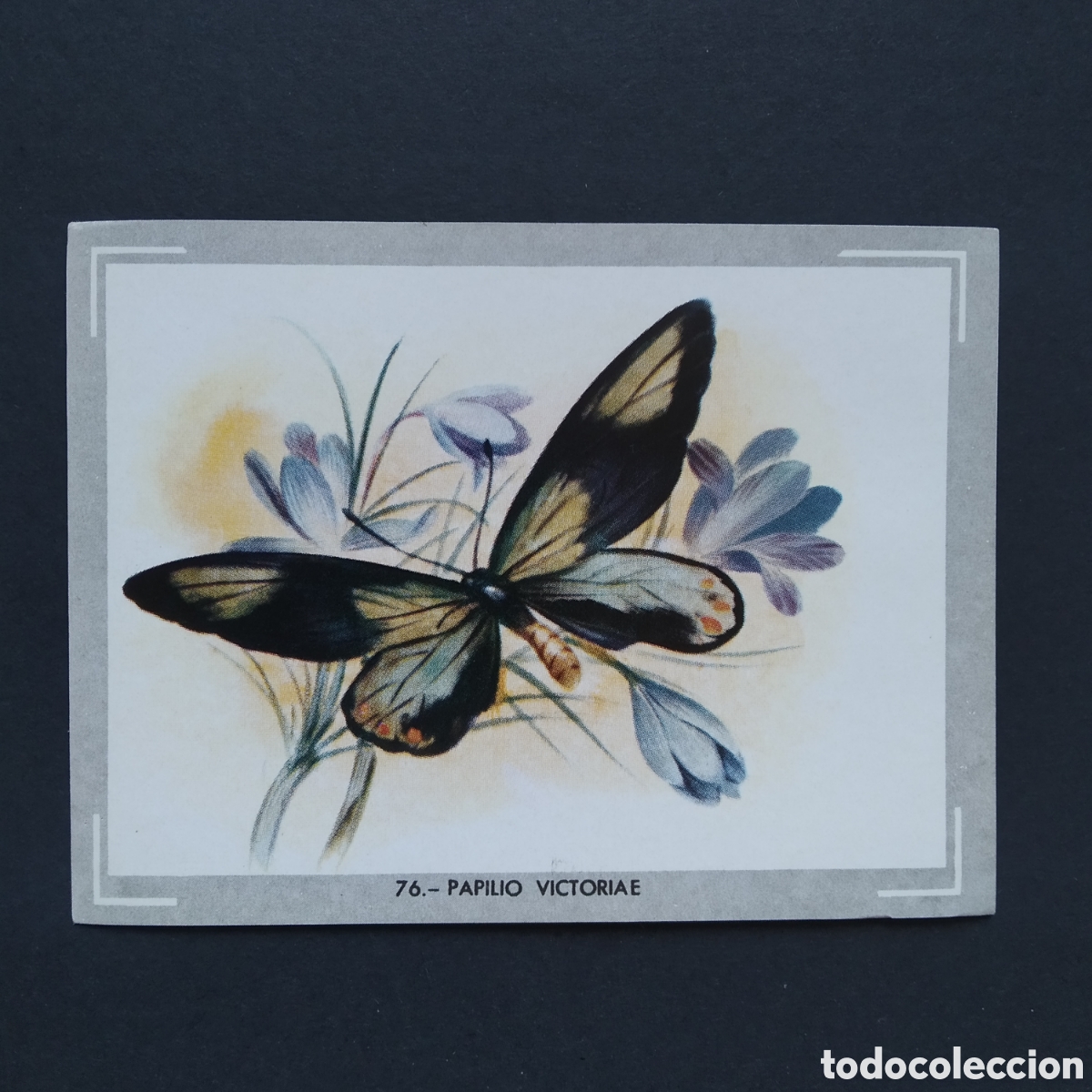 Coleccionismo Cromos antiguos: CROMO - N&deg; 076 - PAPILIO VICTORIAE - VIDA Y COLOR - ED. &Aacute;LBUMES ESPA&Ntilde;OLES S.A. - A&Ntilde;O 1965