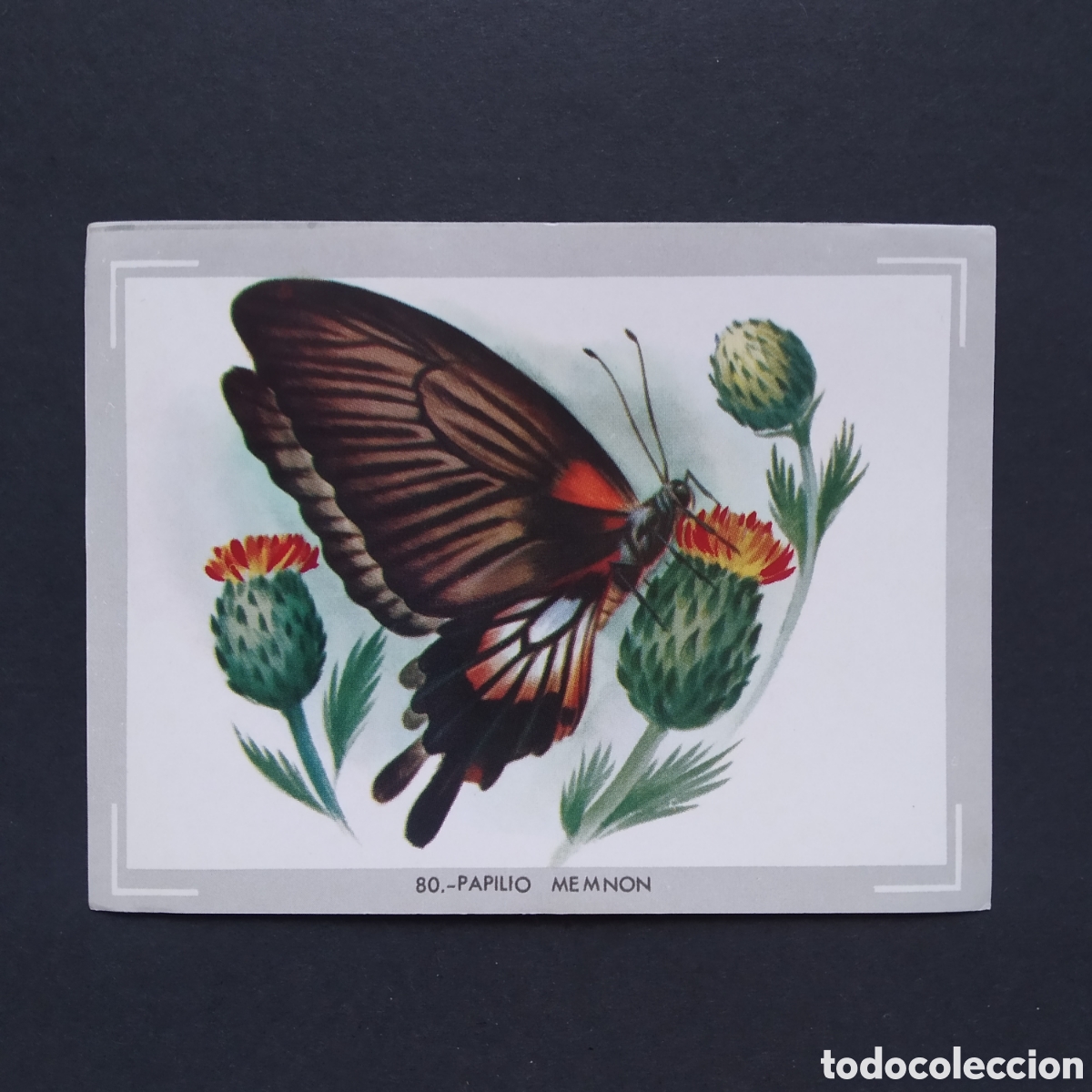 Coleccionismo Cromos antiguos: CROMO - N&deg; 080 - PAPILIO MEMNON - VIDA Y COLOR - ED. &Aacute;LBUMES ESPA&Ntilde;OLES S.A. - A&Ntilde;O 1965