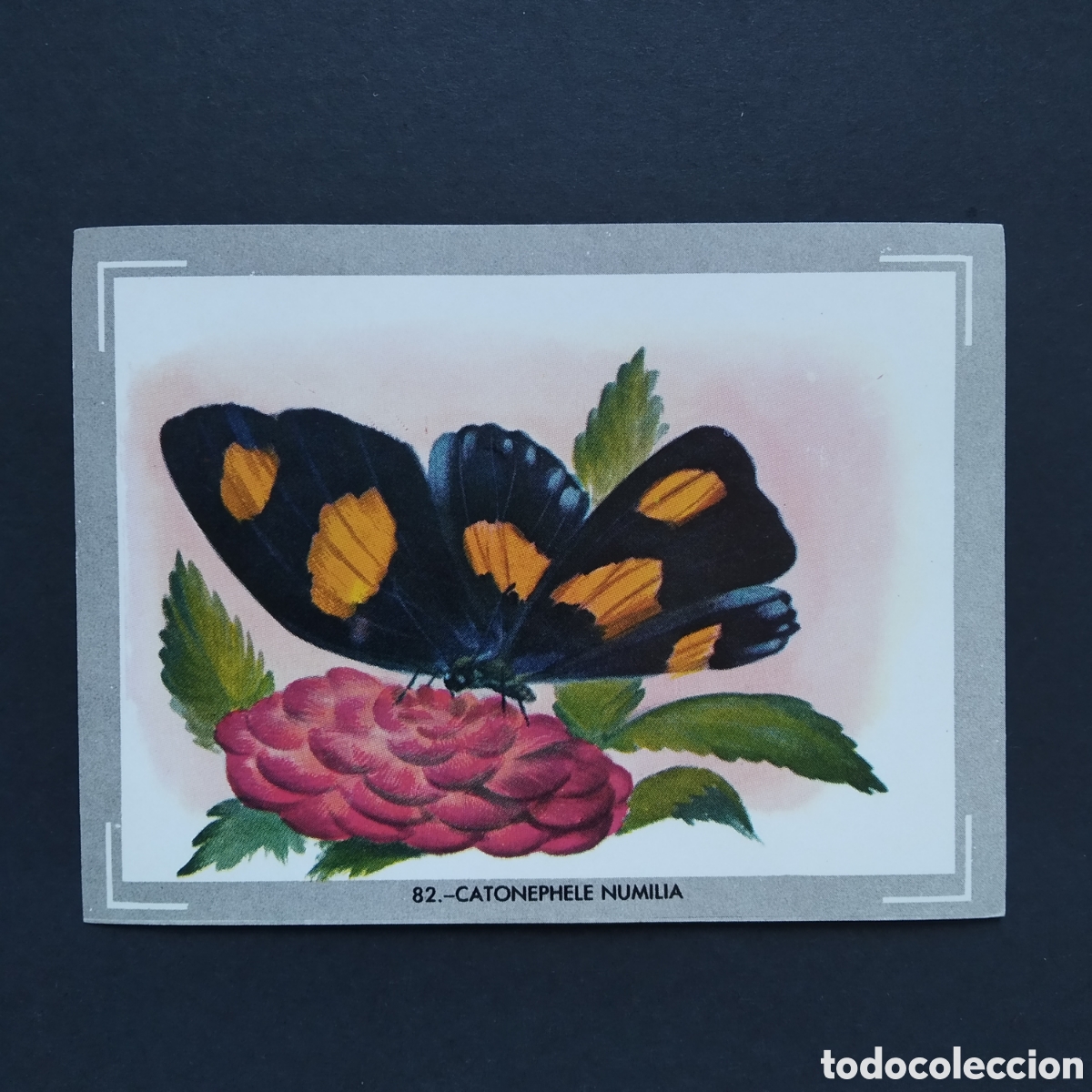 Coleccionismo Cromos antiguos: CROMO - N&deg; 082 - CATONEPHELE NUMILIA - VIDA Y COLOR - ED. &Aacute;LBUMES ESPA&Ntilde;OLES S.A. - A&Ntilde;O 1965