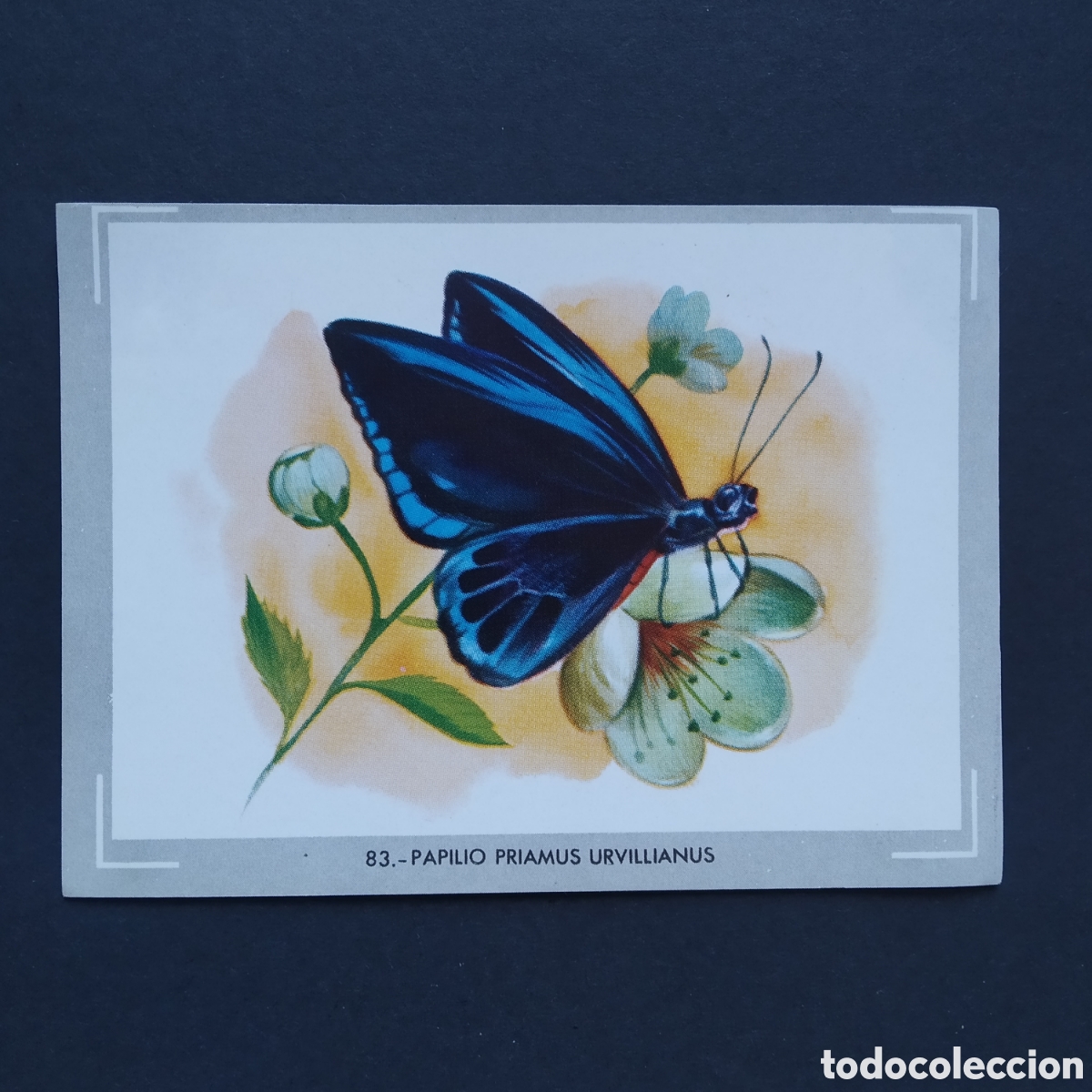 Coleccionismo Cromos antiguos: CROMO - N&deg; 083 PAPILIO PRIAMUS URVILLIANUS - VIDA Y COLOR - ED &Aacute;LBUMES ESPA&Ntilde;OLES SA 1965 (DESPEGADO)