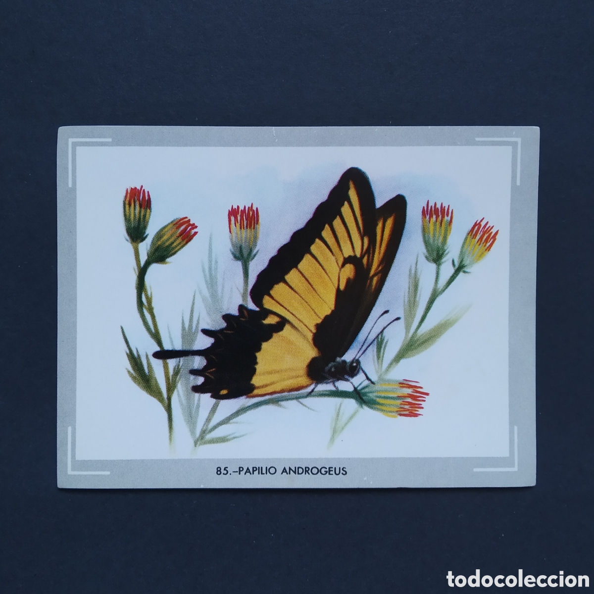 Coleccionismo Cromos antiguos: CROMO - N&deg; 085 - PAPILIO ANDROGEUS - VIDA Y COLOR - ED. &Aacute;LBUMES ESPA&Ntilde;OLES S.A. - A&Ntilde;O 1965