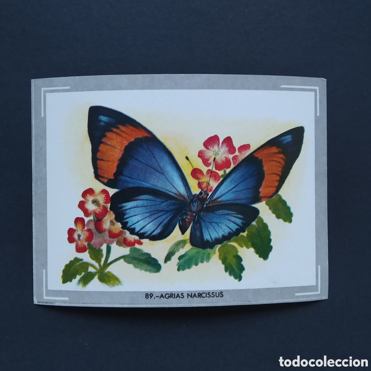 Coleccionismo Cromos antiguos: CROMO - N&deg; 089 - AGRIAS NARCISSUS - VIDA Y COLOR - ED. &Aacute;LBUMES ESPA&Ntilde;OLES S.A. - A&Ntilde;O 1965