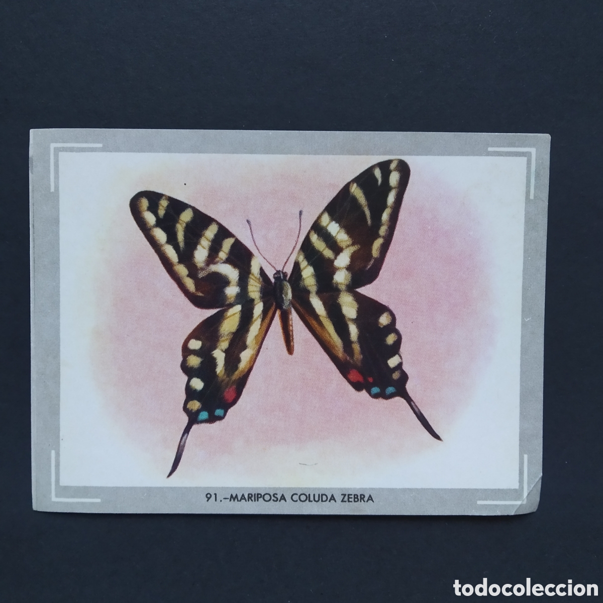 Coleccionismo Cromos antiguos: CROMO - N&deg; 091 - MARIPOSA COLUDA ZEBRA - VIDA Y COLOR - ED. &Aacute;LBUMES ESPA&Ntilde;OLES S.A. - A&Ntilde;O 1965