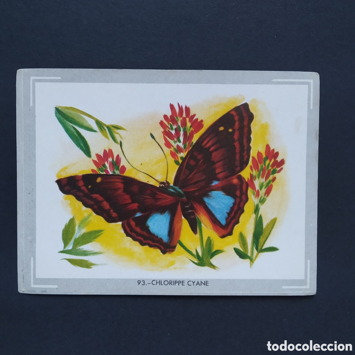 Coleccionismo Cromos antiguos: CROMO - N&deg; 093 - CHLORIPPE CYANE - VIDA Y COLOR - ED. &Aacute;LBUMES ESPA&Ntilde;OLES S.A. - A&Ntilde;O 1965