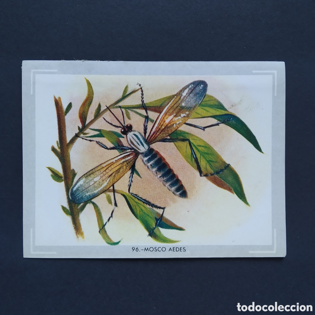 Coleccionismo Cromos antiguos: CROMO - N&deg; 096 - MOSCO AEDES - VIDA Y COLOR - ED. &Aacute;LBUMES ESPA&Ntilde;OLES S.A. - A&Ntilde;O 1965 (DESPEGADO)
