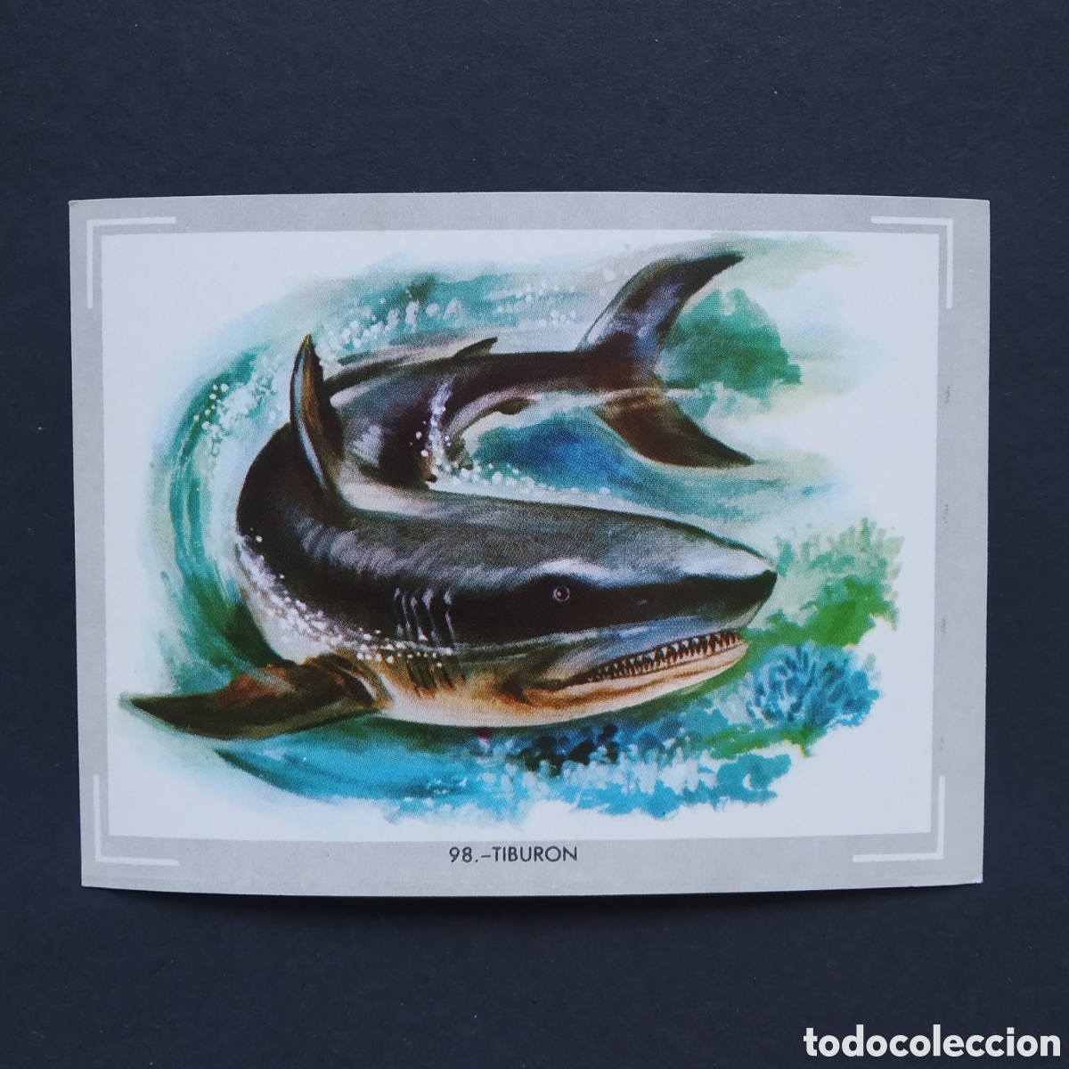 Coleccionismo Cromos antiguos: CROMO - N&deg; 098 - TIBURON - VIDA Y COLOR - ED. &Aacute;LBUMES ESPA&Ntilde;OLES S.A. - A&Ntilde;O 1965