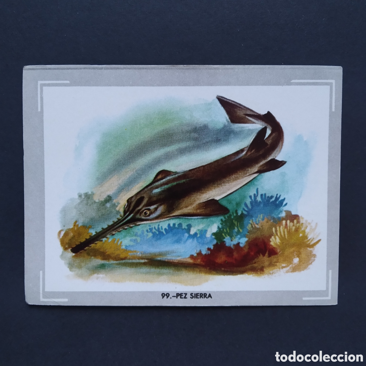 Coleccionismo Cromos antiguos: CROMO - N&deg; 099 - PEZ SIERRA - VIDA Y COLOR - ED. &Aacute;LBUMES ESPA&Ntilde;OLES S.A. - A&Ntilde;O 1965