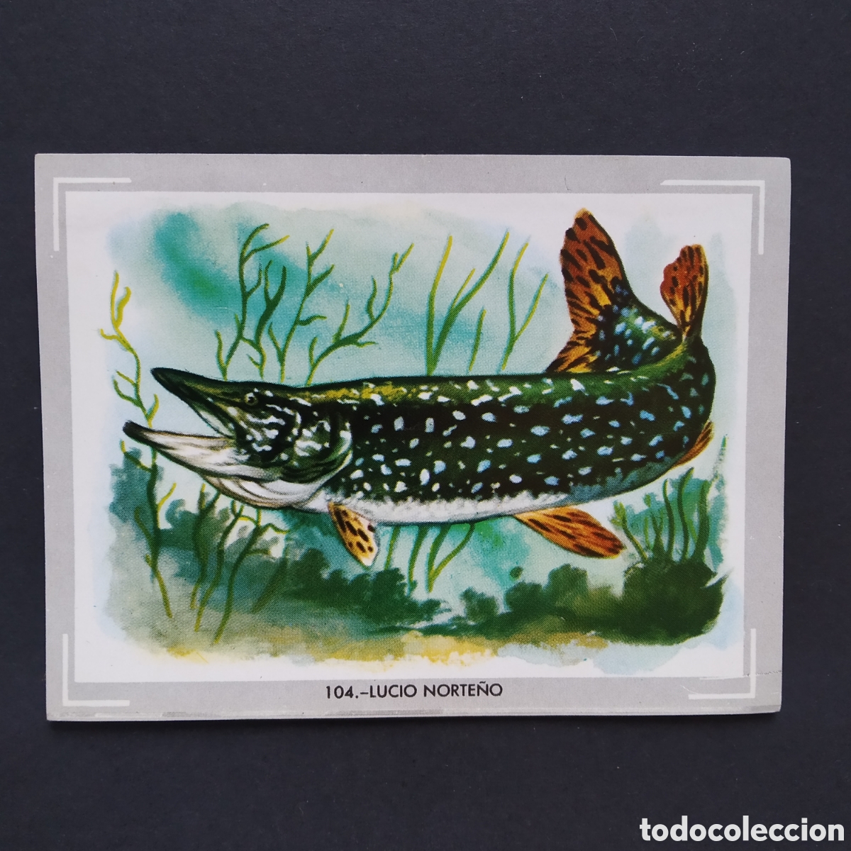 Coleccionismo Cromos antiguos: CROMO - N&deg; 104 - LUCIO NORTE&Ntilde;O - VIDA Y COLOR - ED. &Aacute;LBUMES ESPA&Ntilde;OLES S.A. - A&Ntilde;O 1965 (DESPEGADO)