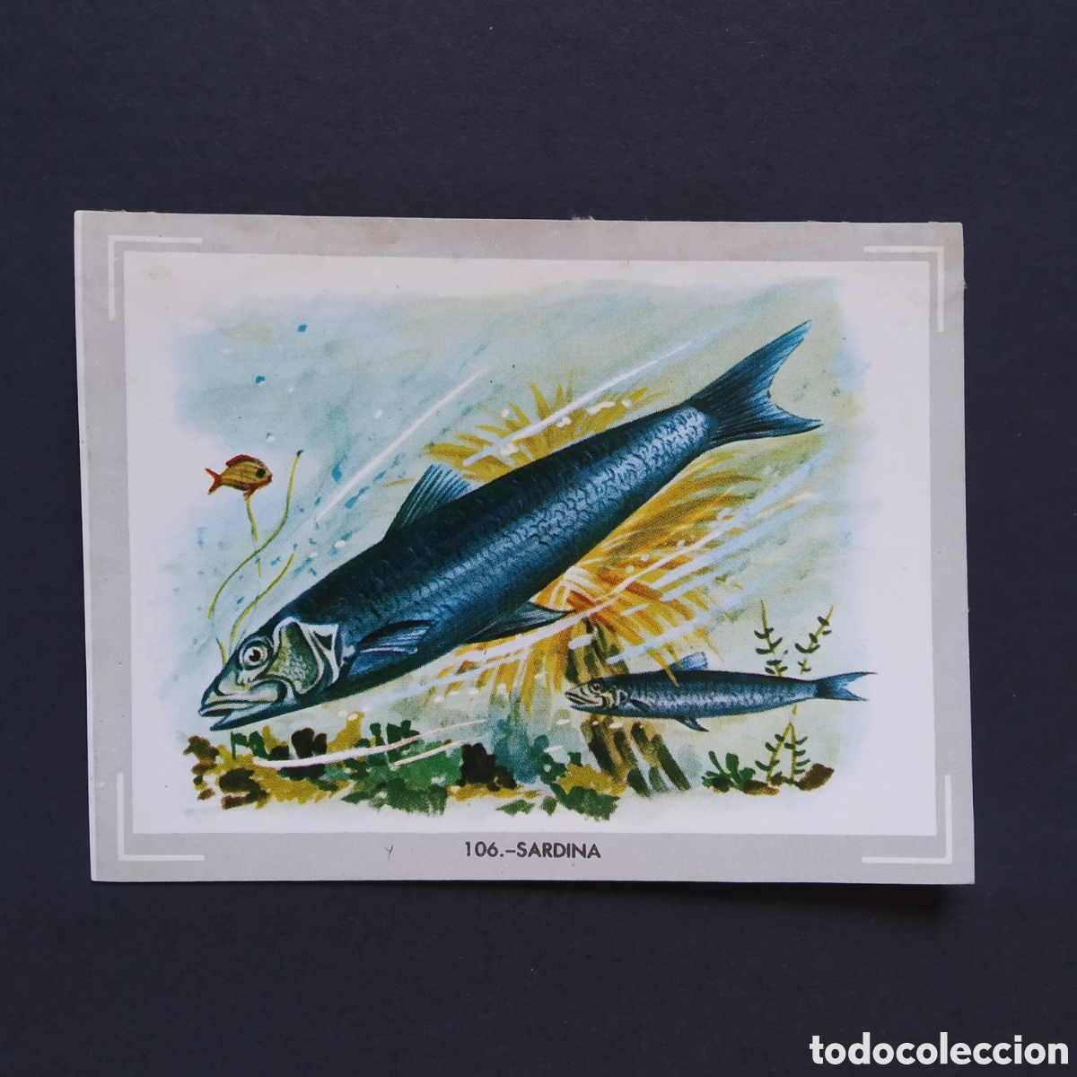 Coleccionismo Cromos antiguos: CROMO - N&deg; 106 - SARDINA - VIDA Y COLOR - ED. &Aacute;LBUMES ESPA&Ntilde;OLES S.A. - A&Ntilde;O 1965 (DESPEGADO)