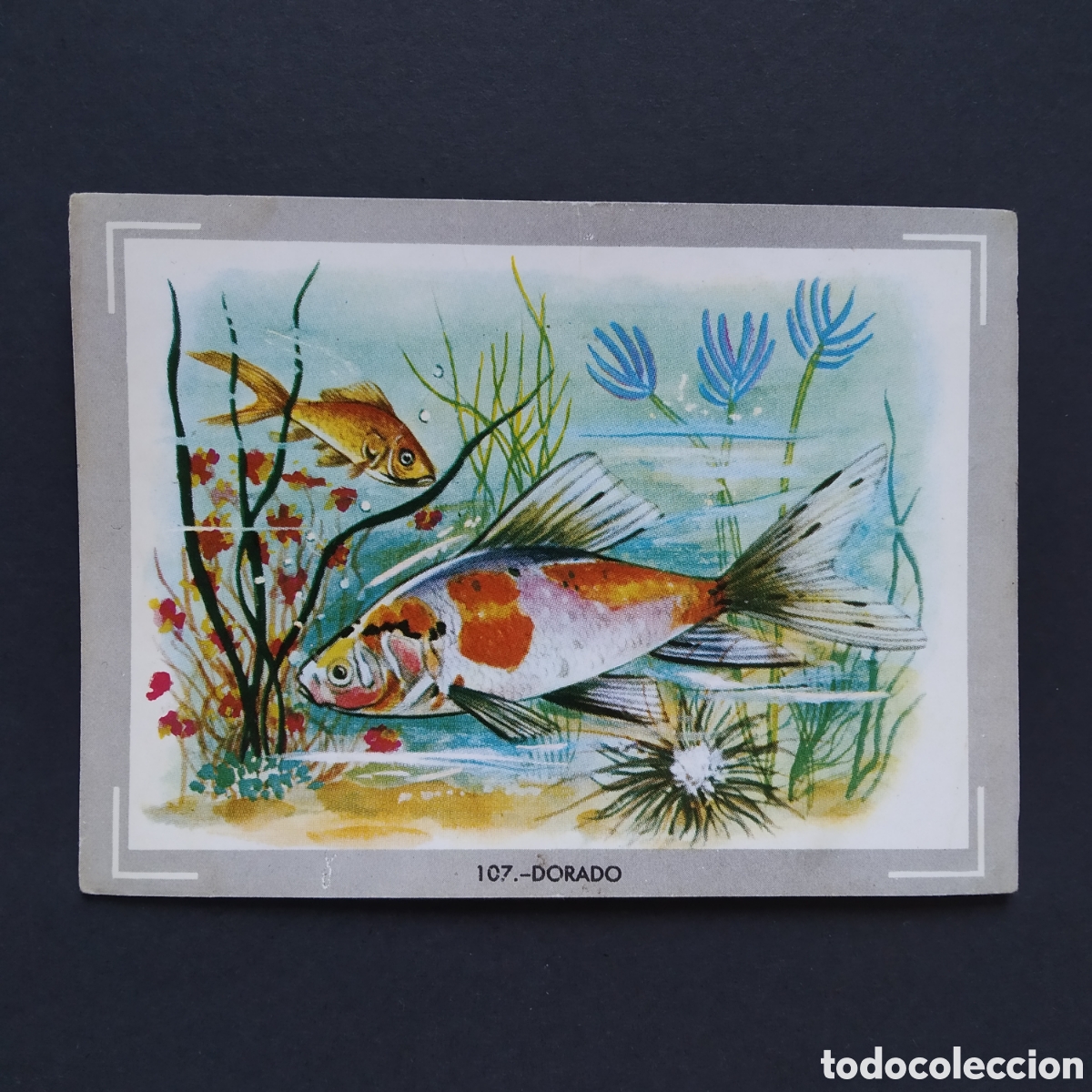 Coleccionismo Cromos antiguos: CROMO - N&deg; 107 - DORADO - VIDA Y COLOR - ED. &Aacute;LBUMES ESPA&Ntilde;OLES S.A. - A&Ntilde;O 1965