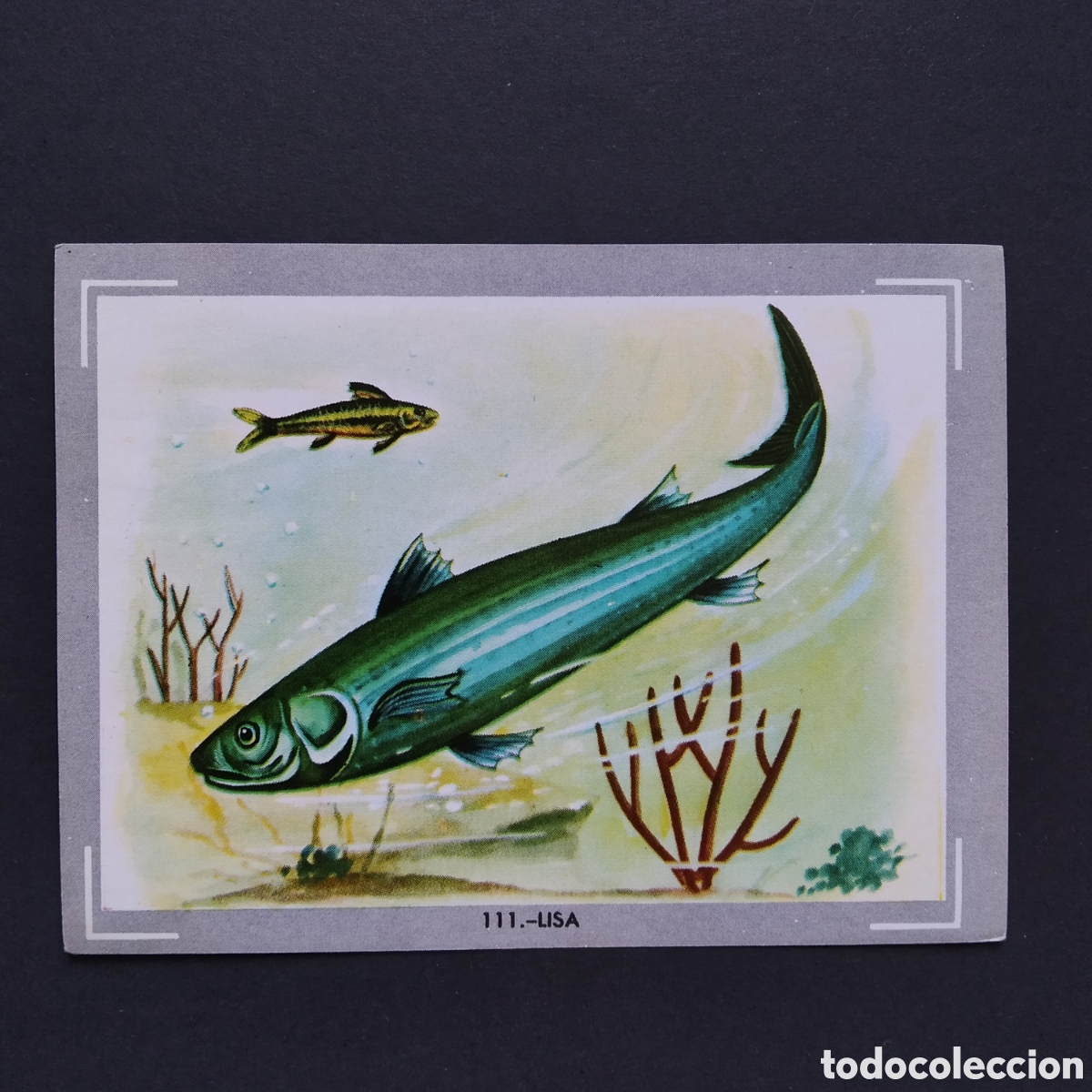 Coleccionismo Cromos antiguos: CROMO - N&deg; 111 - LISA - VIDA Y COLOR - ED. &Aacute;LBUMES ESPA&Ntilde;OLES S.A. - A&Ntilde;O 1965