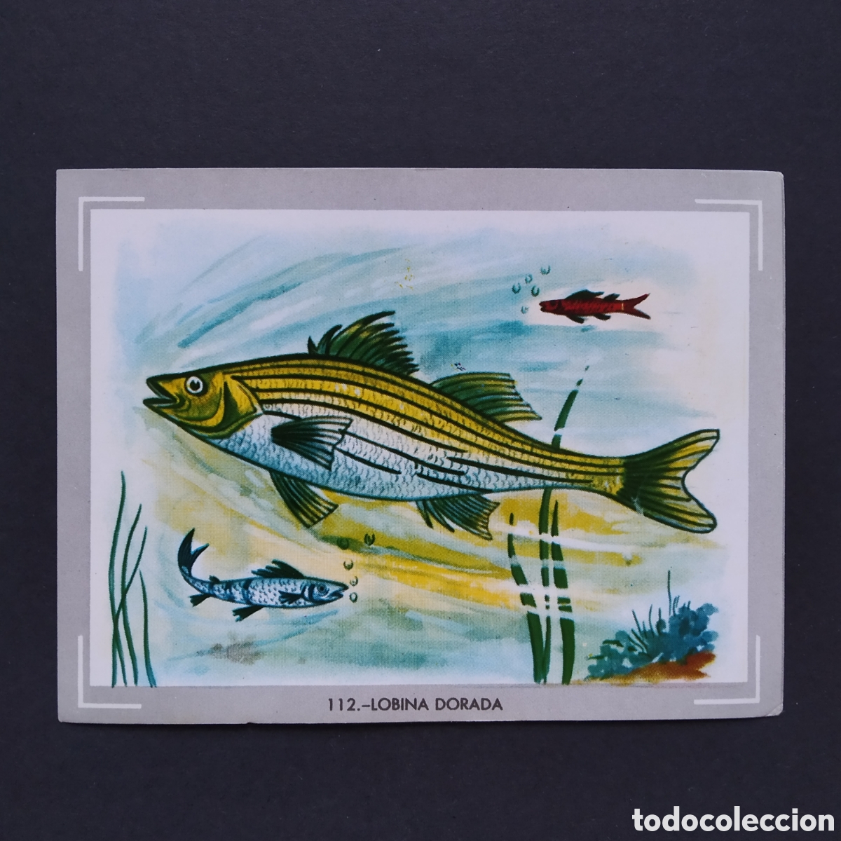 Coleccionismo Cromos antiguos: CROMO - N&deg; 112 - LOBINA DORADA - VIDA Y COLOR - ED. &Aacute;LBUMES ESPA&Ntilde;OLES S.A. - A&Ntilde;O 1965