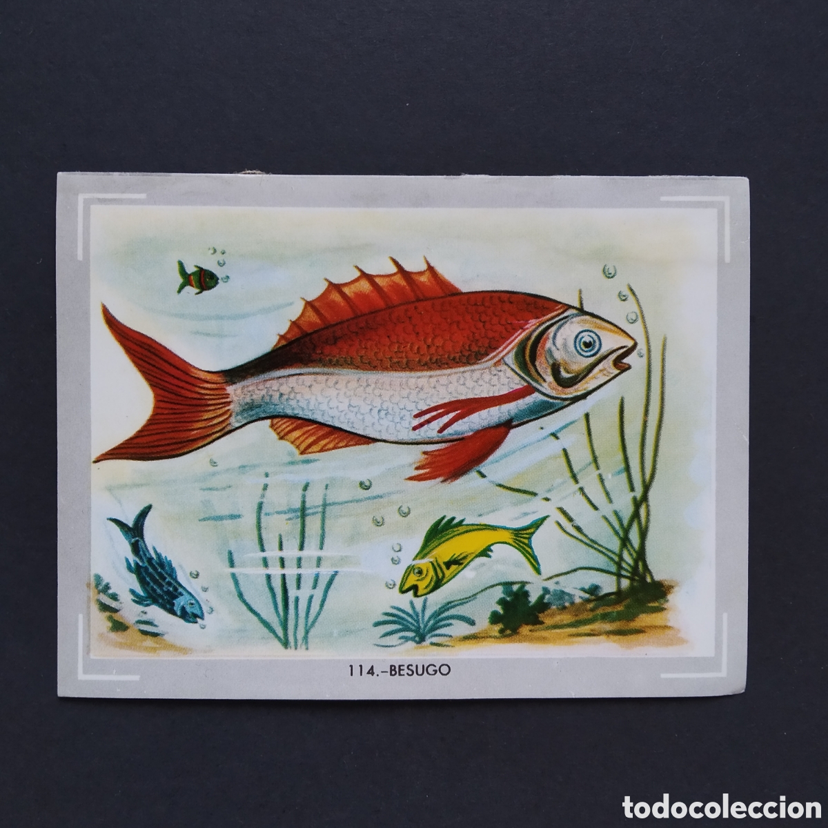 Coleccionismo Cromos antiguos: CROMO - N&deg; 114 - BESUGO - VIDA Y COLOR - ED. &Aacute;LBUMES ESPA&Ntilde;OLES S.A. - A&Ntilde;O 1965 (DESPEGADO)