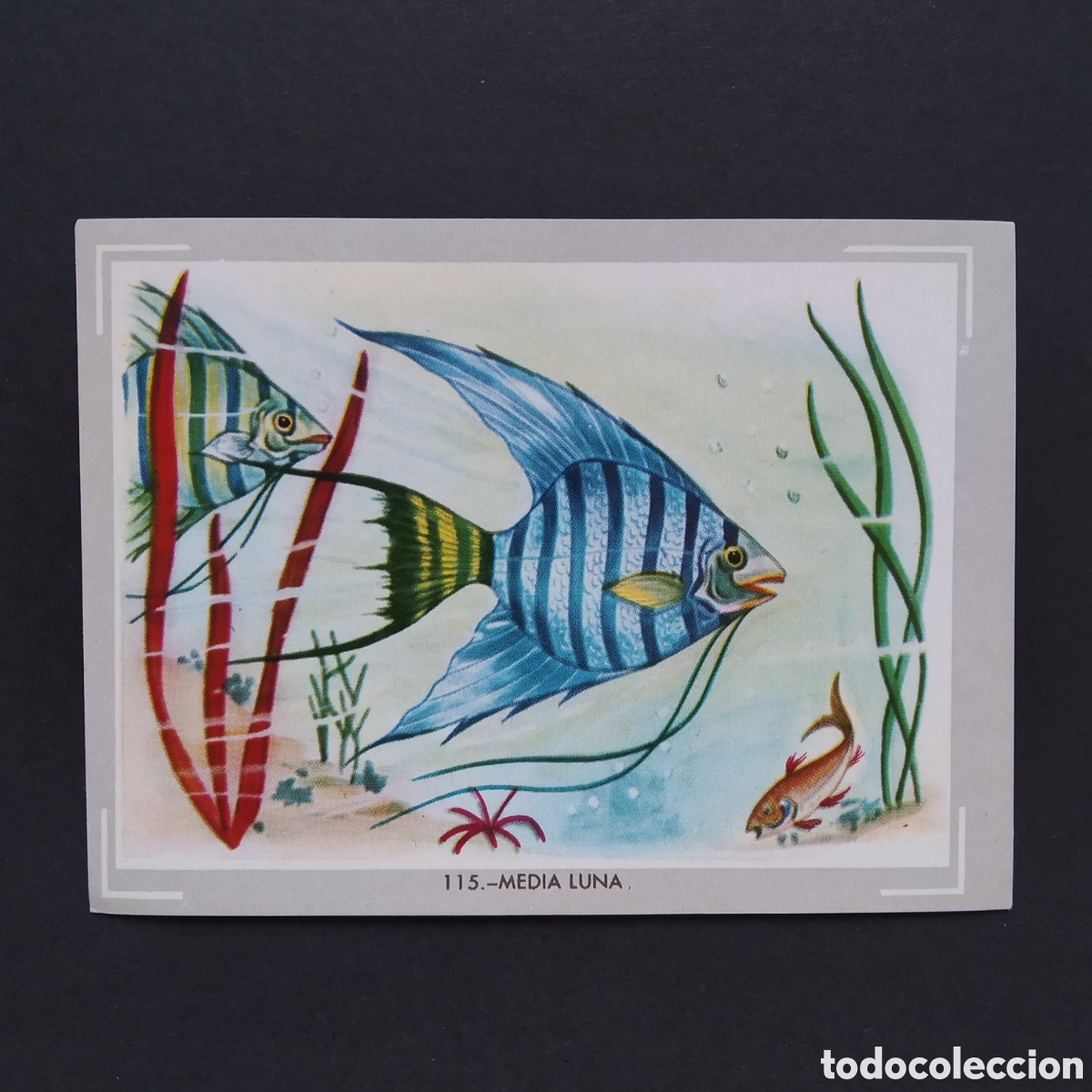 Coleccionismo Cromos antiguos: CROMO - N&deg; 115 - MEDIA LUNA - VIDA Y COLOR - ED. &Aacute;LBUMES ESPA&Ntilde;OLES S.A. - A&Ntilde;O 1965
