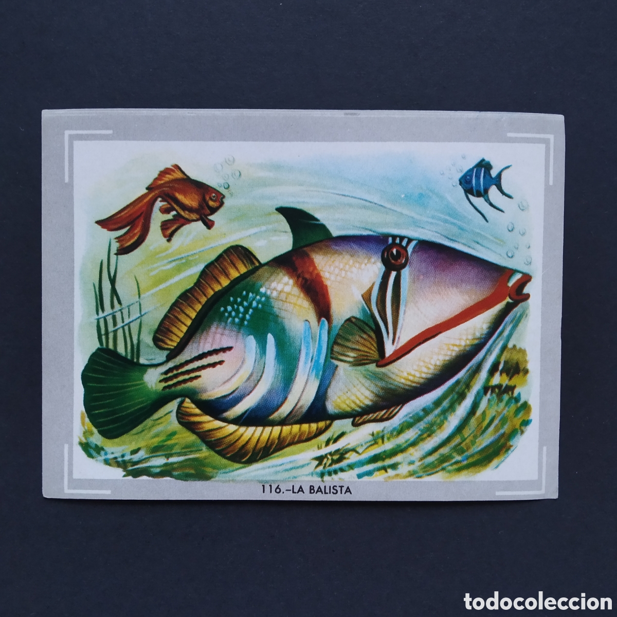 Coleccionismo Cromos antiguos: CROMO - N&deg; 116 - LA BALISTA - VIDA Y COLOR - ED. &Aacute;LBUMES ESPA&Ntilde;OLES S.A. - A&Ntilde;O 1965