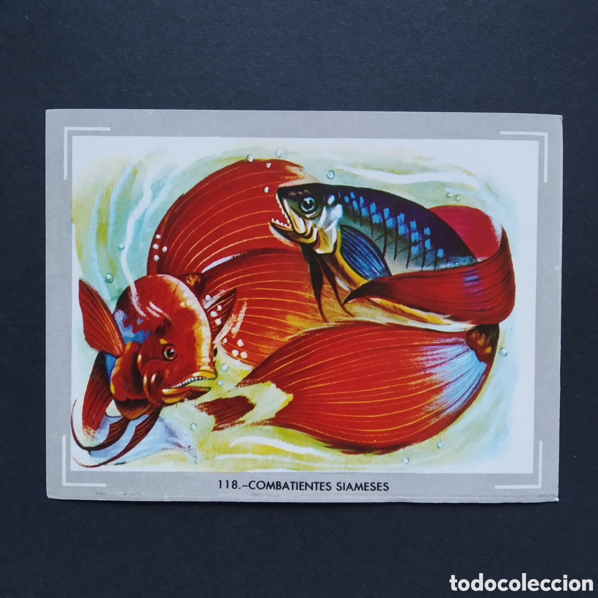 Coleccionismo Cromos antiguos: CROMO - N&deg; 118 - COMBATIENTES SIAMESES - VIDA Y COLOR - ED. &Aacute;LBUMES ESPA&Ntilde;OLES S.A. - A&Ntilde;O 1965