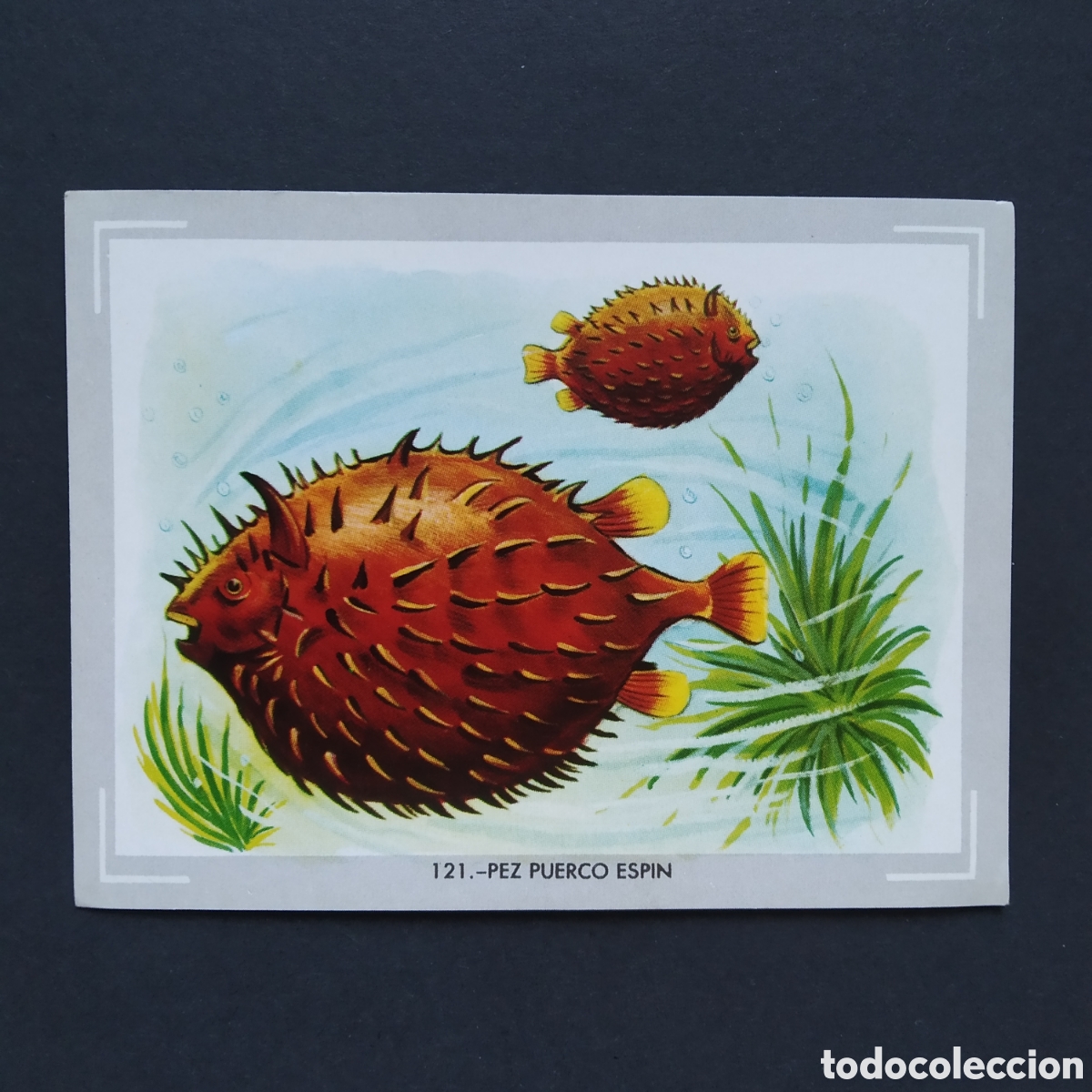 Coleccionismo Cromos antiguos: CROMO - N&deg; 121 - PEZ PUERCO ESPIN - VIDA Y COLOR - ED. &Aacute;LBUMES ESPA&Ntilde;OLES S.A. - A&Ntilde;O 1965