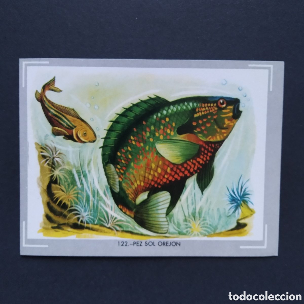 Coleccionismo Cromos antiguos: CROMO - N&deg; 122 - PEZ SOL OREJON - VIDA Y COLOR - ED. &Aacute;LBUMES ESPA&Ntilde;OLES S.A. - A&Ntilde;O 1965