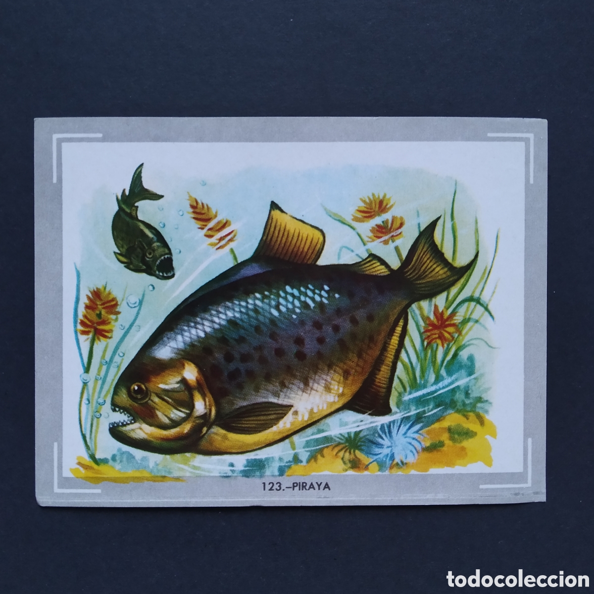 Coleccionismo Cromos antiguos: CROMO - N&deg; 123 - PIRAYA - VIDA Y COLOR - ED. &Aacute;LBUMES ESPA&Ntilde;OLES S.A. - A&Ntilde;O 1965