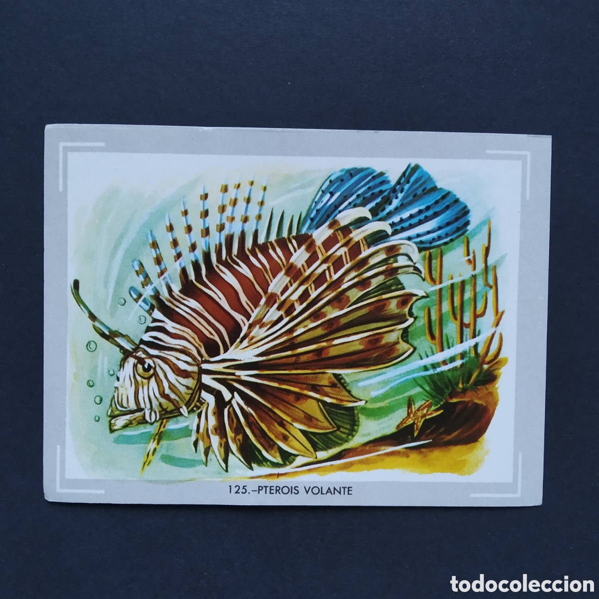 Collectable Antique Stickers: CROMO - N&deg; 125 - PTEROIS VOLANTE - VIDA Y COLOR - ED. &Aacute;LBUMES ESPA&Ntilde;OLES S.A. - A&Ntilde;O 1965