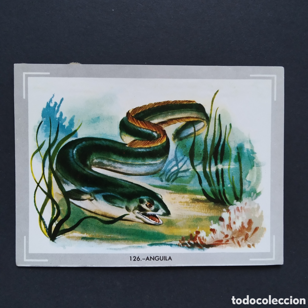 Coleccionismo Cromos antiguos: CROMO - N&deg; 126 - ANGUILA - VIDA Y COLOR - ED. &Aacute;LBUMES ESPA&Ntilde;OLES S.A. - A&Ntilde;O 1965 (DESPEGADO)