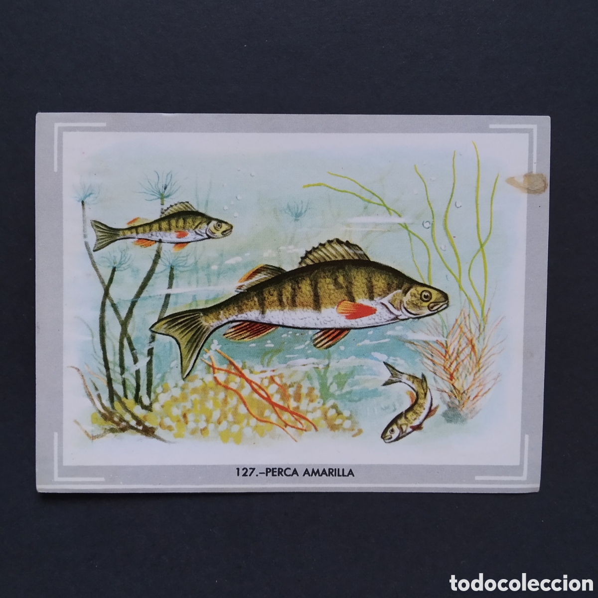 Coleccionismo Cromos antiguos: CROMO - N&deg; 127 - PERCA AMARILLA - VIDA Y COLOR - ED. &Aacute;LBUMES ESPA&Ntilde;OLES S.A. - A&Ntilde;O 1965