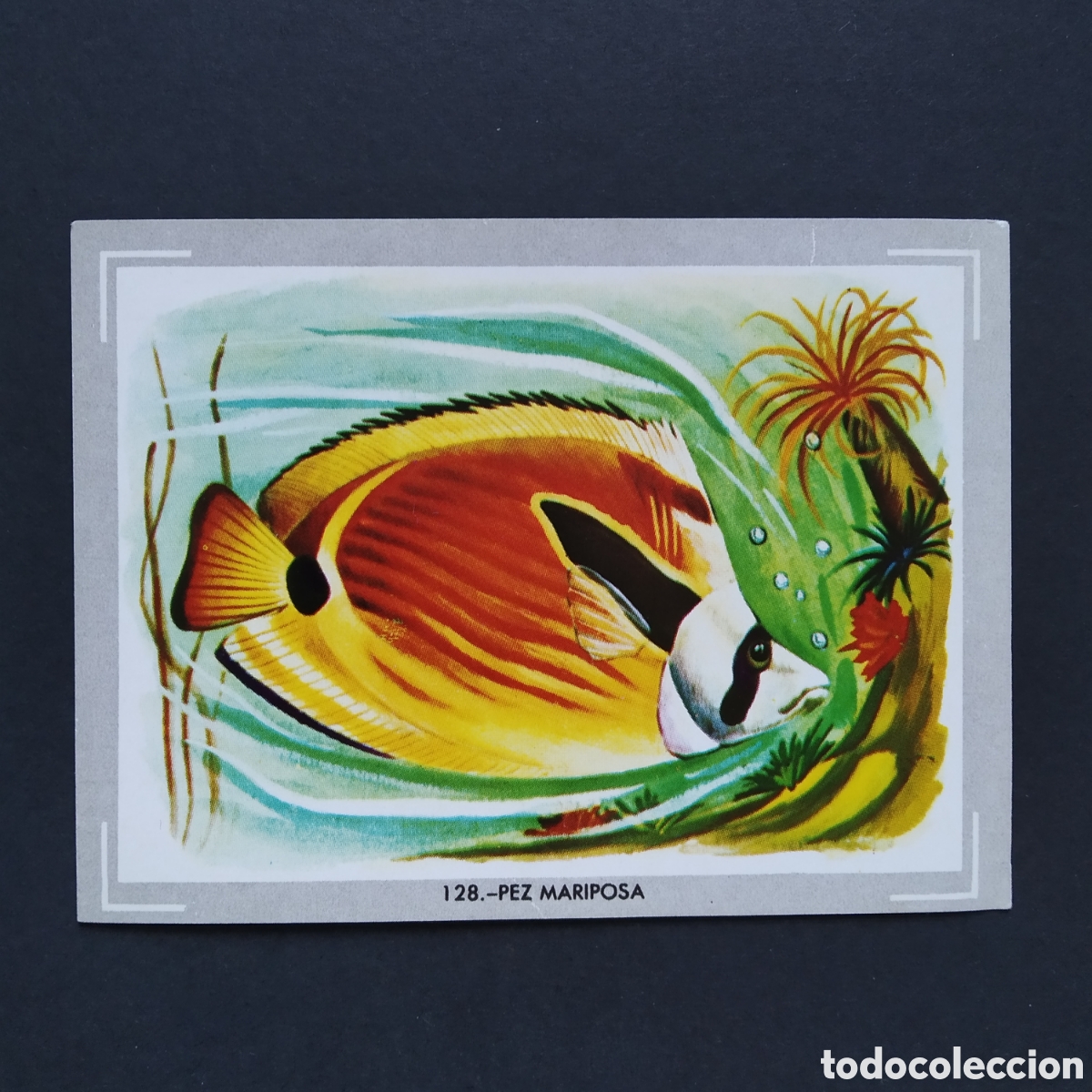 Coleccionismo Cromos antiguos: CROMO - N&deg; 128 - PEZ MARIPOSA - VIDA Y COLOR - ED. &Aacute;LBUMES ESPA&Ntilde;OLES S.A. - A&Ntilde;O 1965