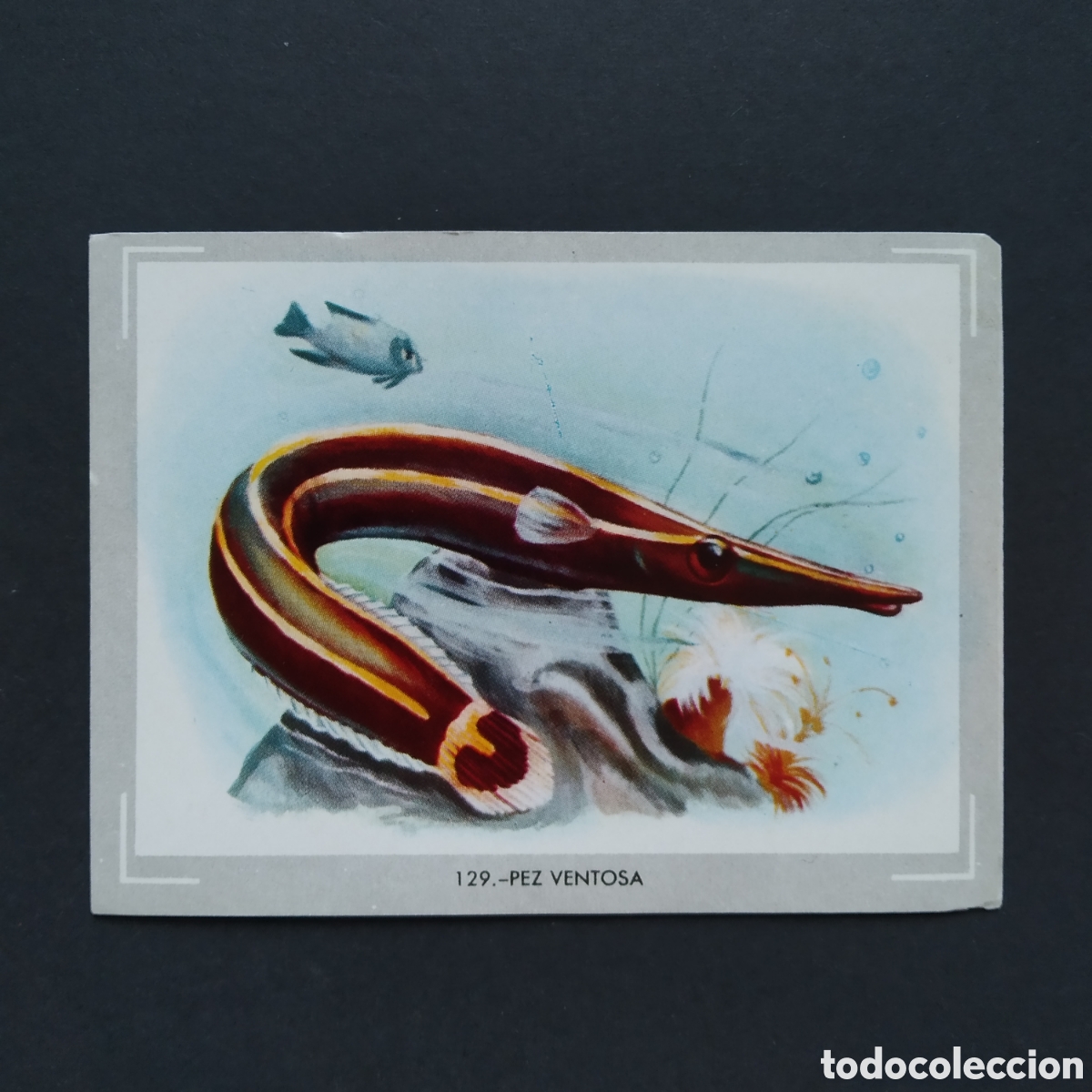 Coleccionismo Cromos antiguos: CROMO - N&deg; 129 - PEZ VENTOSA - VIDA Y COLOR - ED. &Aacute;LBUMES ESPA&Ntilde;OLES S.A. - A&Ntilde;O 1965