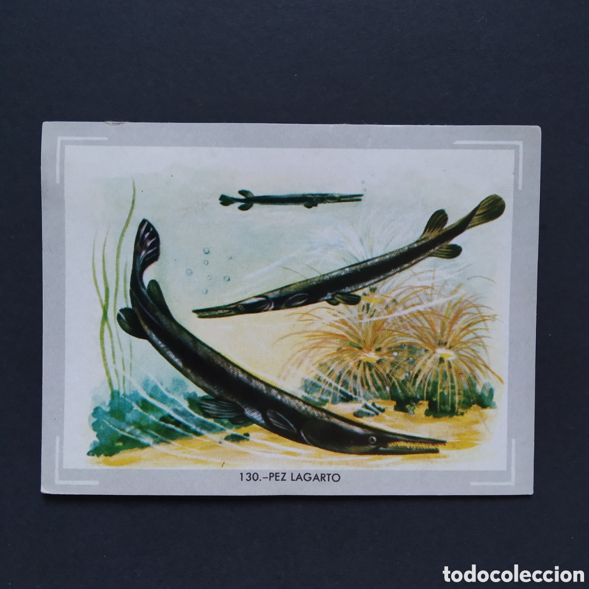 Coleccionismo Cromos antiguos: CROMO - N&deg; 130 - PEZ LAGARTO - VIDA Y COLOR - ED. &Aacute;LBUMES ESPA&Ntilde;OLES S.A. - A&Ntilde;O 1965 (DESPEGADO)