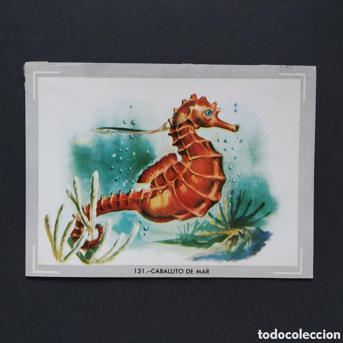 Coleccionismo Cromos antiguos: CROMO - N&deg; 131 - CABALLITO DE MAR - VIDA Y COLOR - ED. &Aacute;LBUMES ESPA&Ntilde;OLES S.A. - A&Ntilde;O 1965 (DESPEGADO)