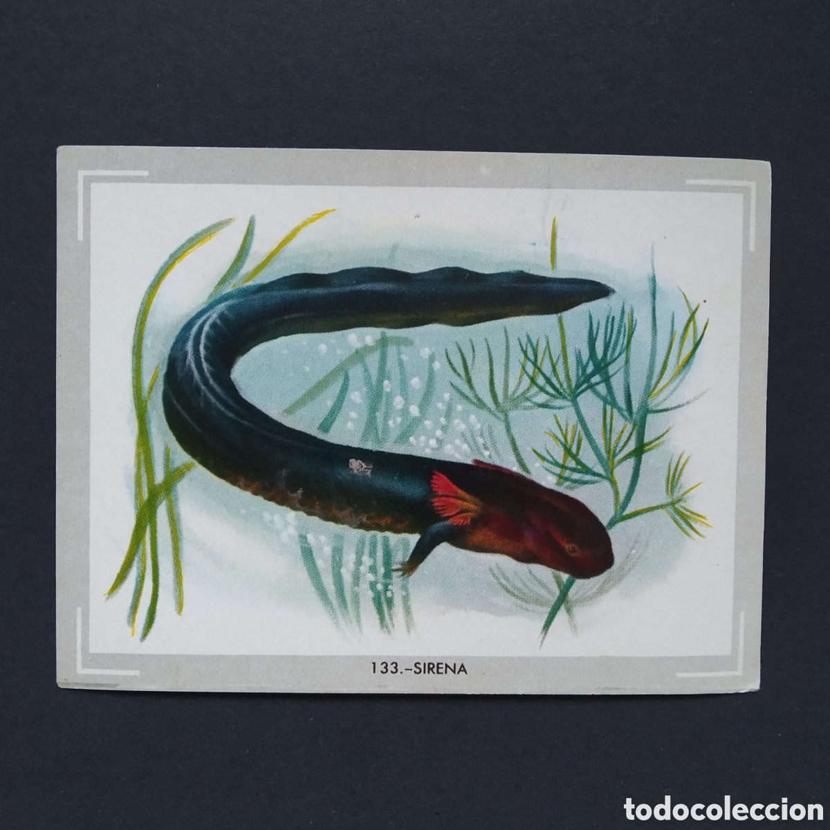 Coleccionismo Cromos antiguos: CROMO - N&deg; 133 - SIRENA - VIDA Y COLOR - ED. &Aacute;LBUMES ESPA&Ntilde;OLES S.A. - A&Ntilde;O 1965