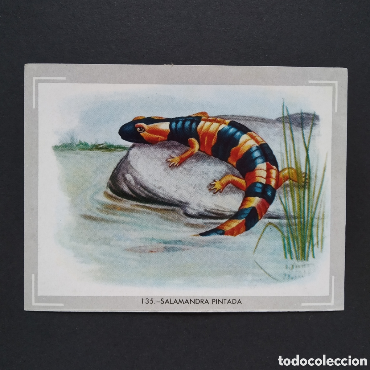Coleccionismo Cromos antiguos: CROMO - N&deg; 135 - SALAMANDRA PINTADA - VIDA Y COLOR - ED. &Aacute;LBUMES ESPA&Ntilde;OLES SA - A&Ntilde;O 1965 (DESPEGADO)