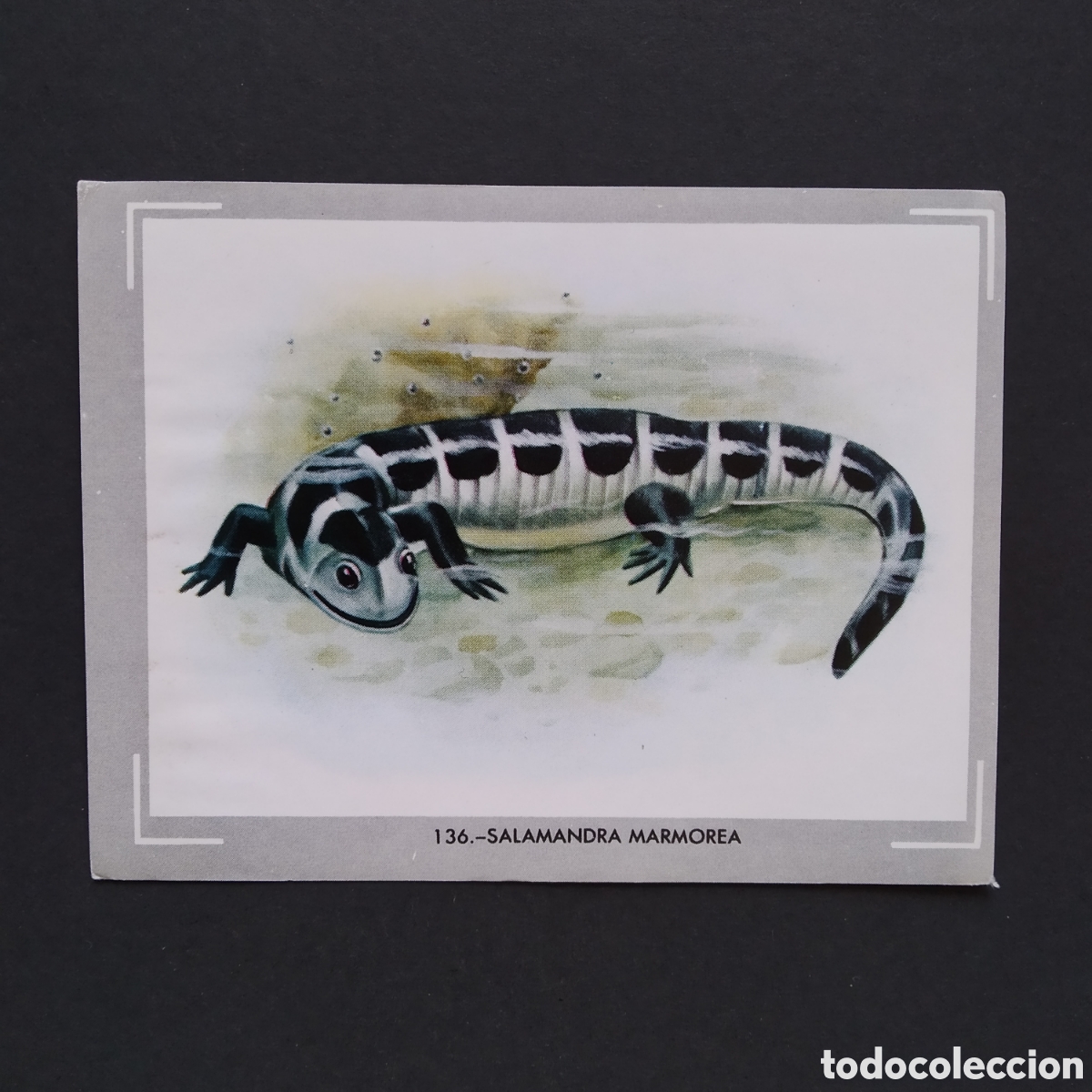 Coleccionismo Cromos antiguos: CROMO - N&deg; 136 - SALAMANDRA MARMOREA - VIDA Y COLOR - ED. &Aacute;LBUMES ESPA&Ntilde;OLES S.A. - A&Ntilde;O 1965
