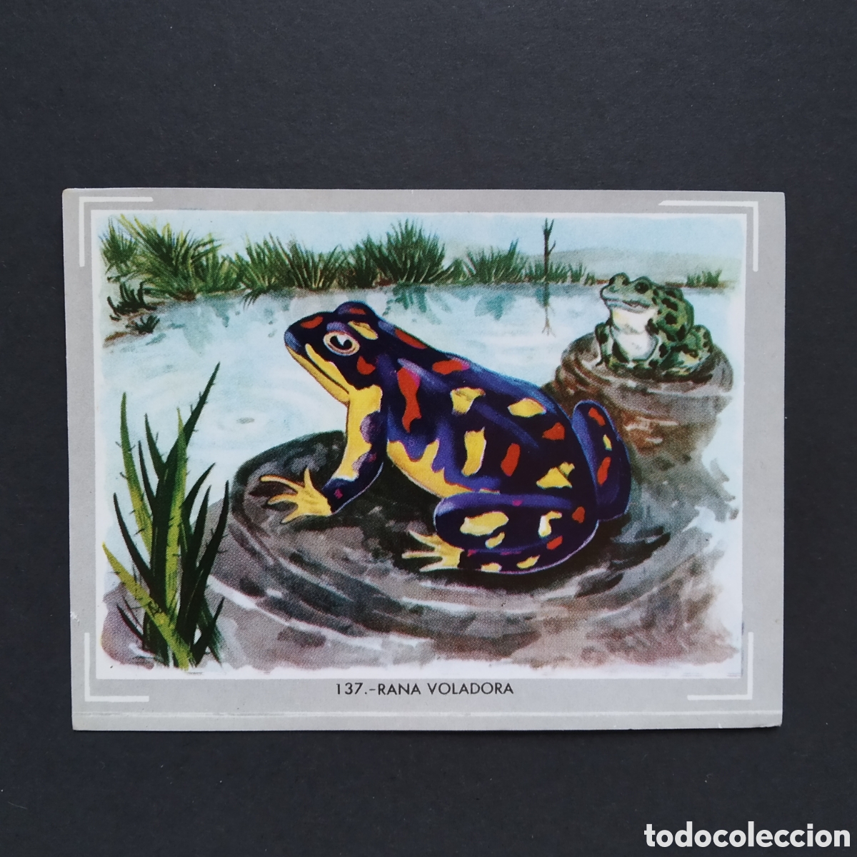 Coleccionismo Cromos antiguos: CROMO - N&deg; 137 - RANA VOLADORA - VIDA Y COLOR - ED. &Aacute;LBUMES ESPA&Ntilde;OLES S.A. - A&Ntilde;O 1965