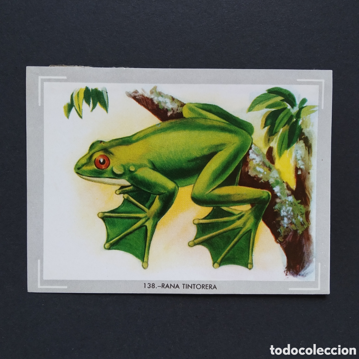 Coleccionismo Cromos antiguos: CROMO - N&deg; 138 - RANA TINTORERA - VIDA Y COLOR - ED. &Aacute;LBUMES ESPA&Ntilde;OLES S.A. - A&Ntilde;O 1965 (DESPEGADO)