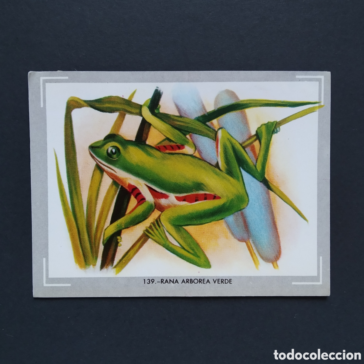 Coleccionismo Cromos antiguos: CROMO - N&deg; 139 - RANA ARBOREA VERDE - VIDA Y COLOR - ED. &Aacute;LBUMES ESPA&Ntilde;OLES SA - A&Ntilde;O 1965 (DESPEGADO)