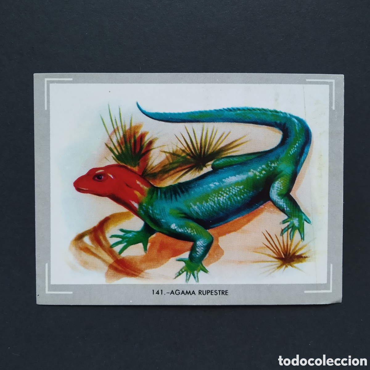Coleccionismo Cromos antiguos: CROMO - N&deg; 141 - AGAMA RUPESTRE - VIDA Y COLOR - ED. &Aacute;LBUMES ESPA&Ntilde;OLES S.A. - A&Ntilde;O 1965