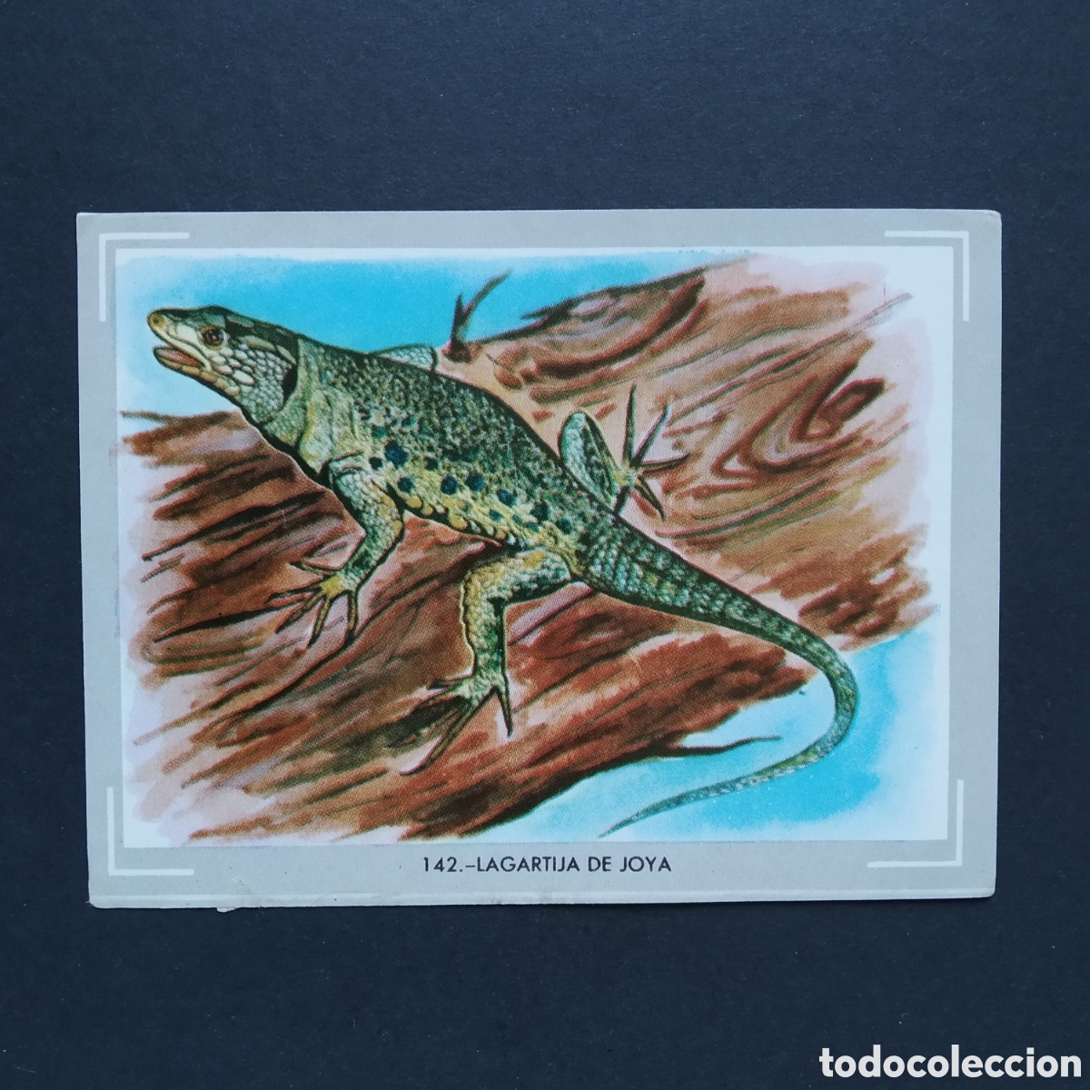 Coleccionismo Cromos antiguos: CROMO - N&deg; 142 - LAGARTIJA DE JOYA - VIDA Y COLOR - ED. &Aacute;LBUMES ESPA&Ntilde;OLES S.A. - A&Ntilde;O 1965