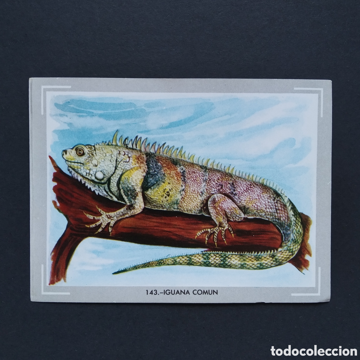 Coleccionismo Cromos antiguos: CROMO - N&deg; 143 - IGUANA COMUN - VIDA Y COLOR - ED. &Aacute;LBUMES ESPA&Ntilde;OLES S.A. - A&Ntilde;O 1965