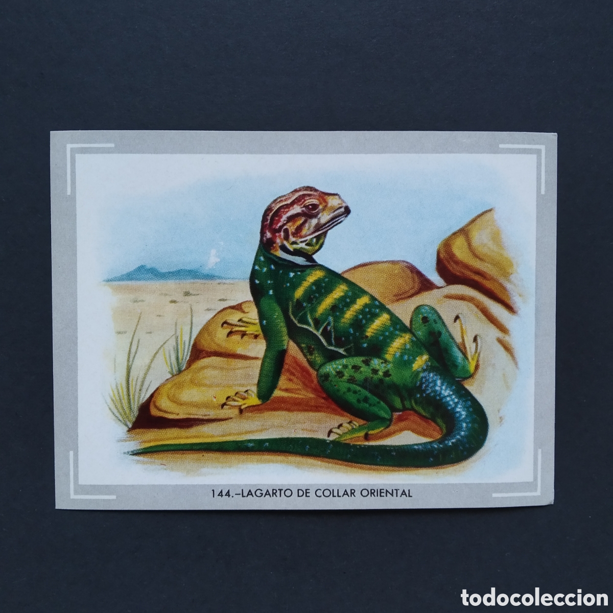 Coleccionismo Cromos antiguos: CROMO - N&deg; 144 - LAGARTO DE COLLAR ORIENTAL - VIDA Y COLOR - ED. &Aacute;LBUMES ESPA&Ntilde;OLES S.A. - A&Ntilde;O 1965