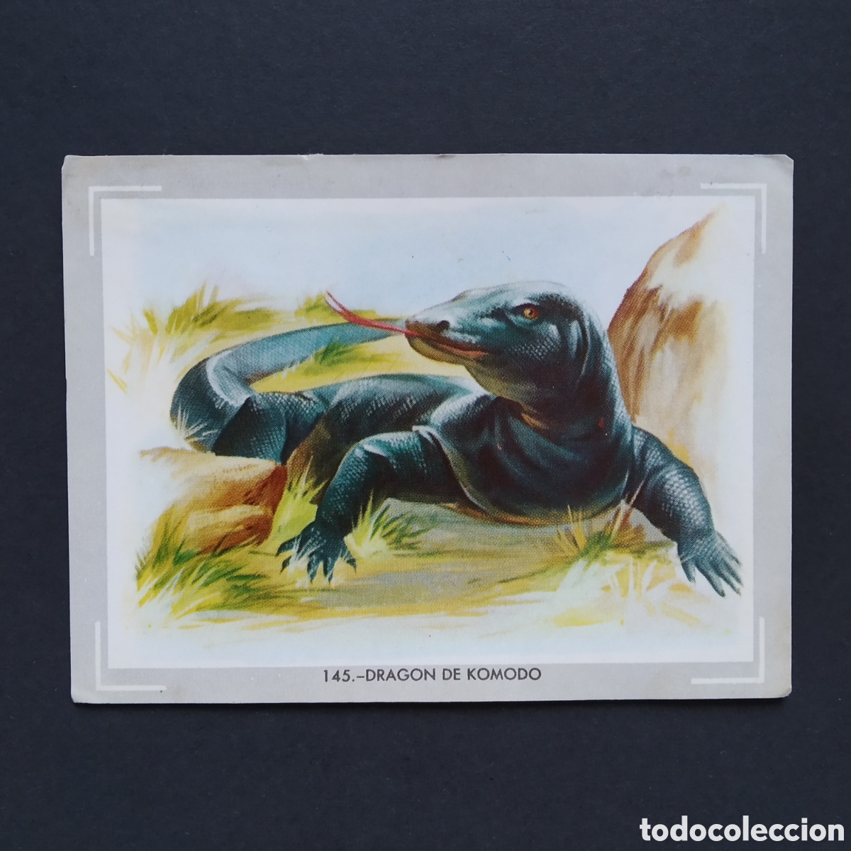Coleccionismo Cromos antiguos: CROMO - N&deg; 145 - DRAGON DE KOMODO - VIDA Y COLOR - ED. &Aacute;LBUMES ESPA&Ntilde;OLES S.A. - A&Ntilde;O 1965 (DESPEGADO)