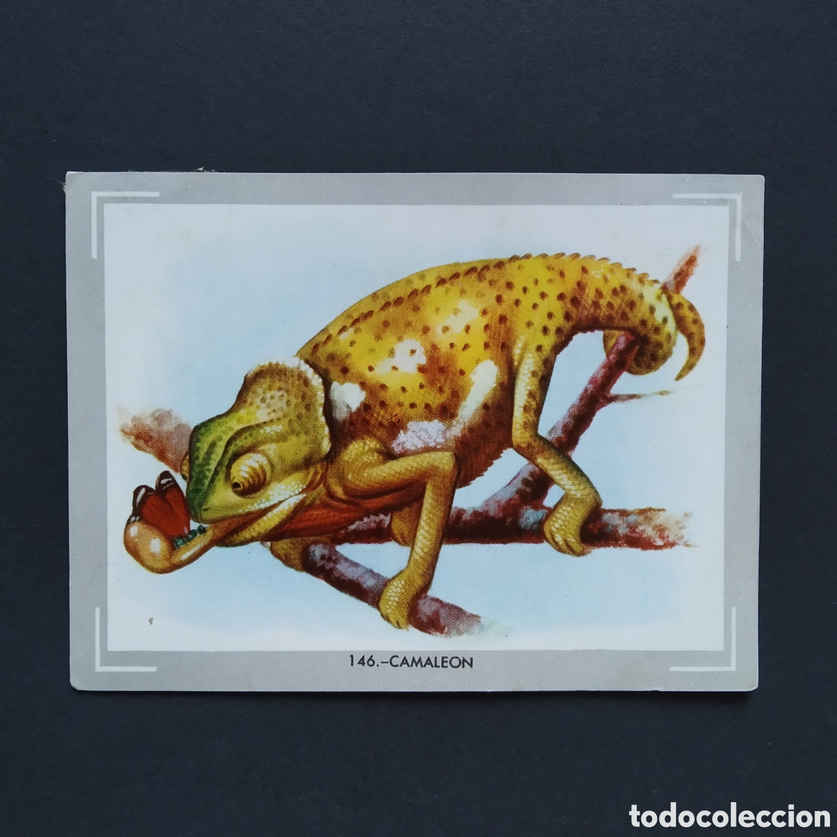 Coleccionismo Cromos antiguos: CROMO - N&deg; 146 - CAMALEON - VIDA Y COLOR - ED. &Aacute;LBUMES ESPA&Ntilde;OLES S.A. - A&Ntilde;O 1965 (DESPEGADO)