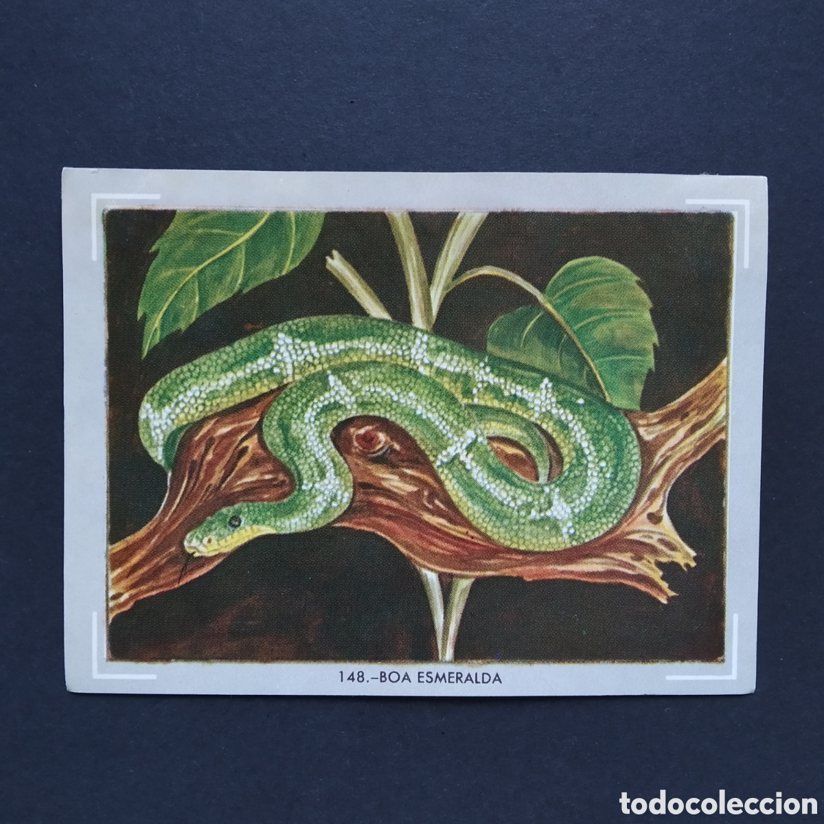 Coleccionismo Cromos antiguos: CROMO - N&deg; 148 - BOA ESMERALDA - VIDA Y COLOR - ED. &Aacute;LBUMES ESPA&Ntilde;OLES S.A. - A&Ntilde;O 1965 (DESPEGADO)