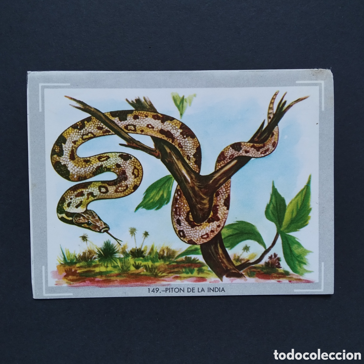 Coleccionismo Cromos antiguos: CROMO - N&deg; 149 - PITON DE LA INDIA - VIDA Y COLOR - ED. &Aacute;LBUMES ESPA&Ntilde;OLES S.A. - A&Ntilde;O 1965