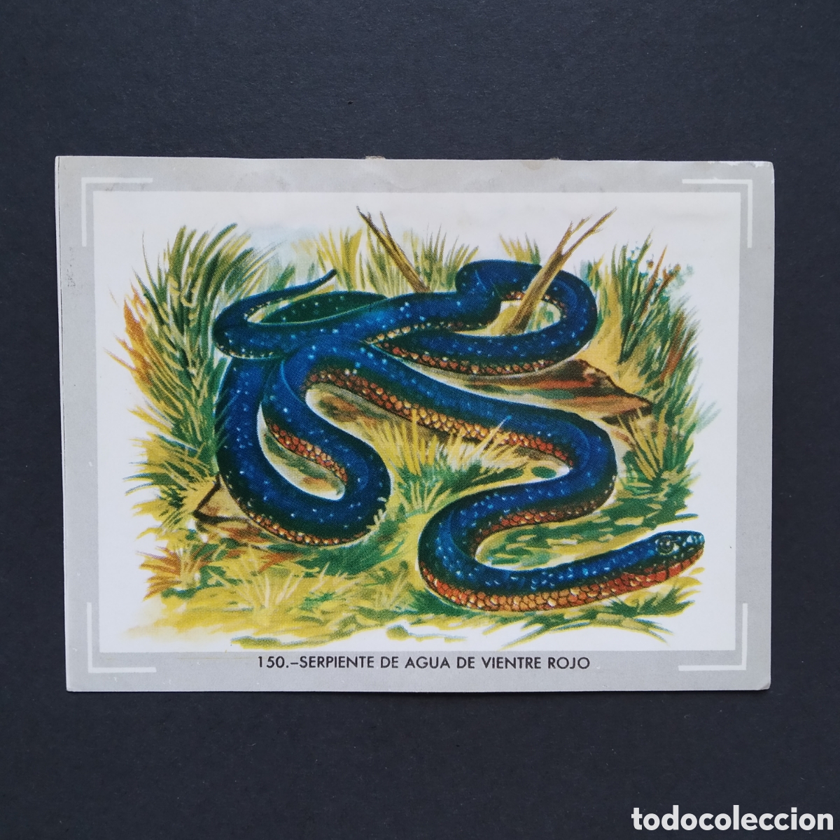 Coleccionismo Cromos antiguos: CROMO - N&deg; 150 SERPIENTE DE AGUA DE VIENTRE ROJO, VIDA Y COLOR, &Aacute;LBUMES ESPA&Ntilde;OLES SA 1965 (DESPEGADO